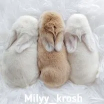 Декоративные кролики Mini Lop, Брянск