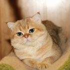Шотландский прямоухий короткошёрстный кот, вязка