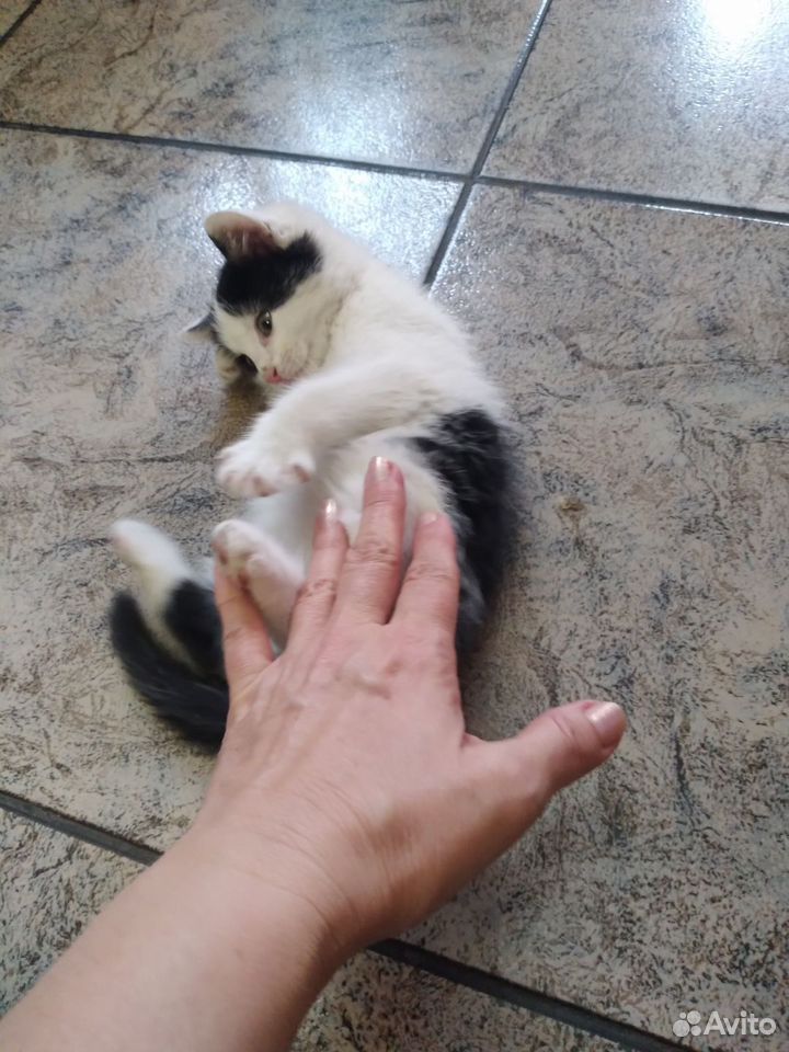 Котёнок в добрые руки, Краснодар