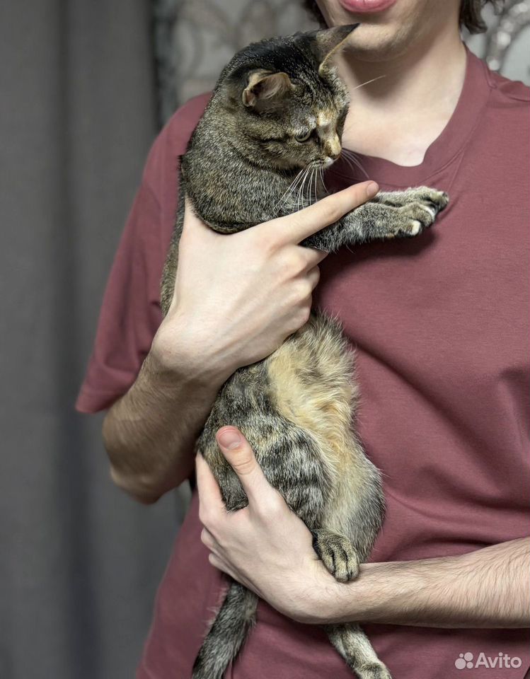 Котёнок в добрые руки, Тюмень
