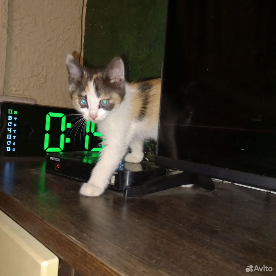 Котёнок в добрые руки, Копейск
