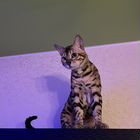 Бенгальский кот, вязка