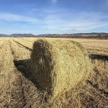 Продам пшеничную солому в тюках