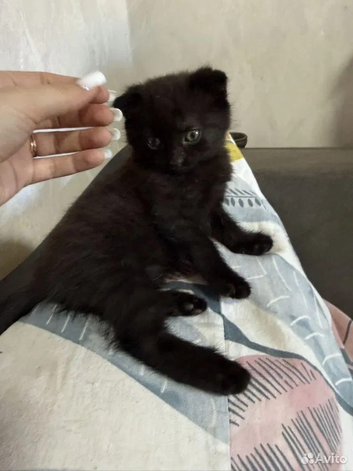 Котёнок в добрые руки, Липецк