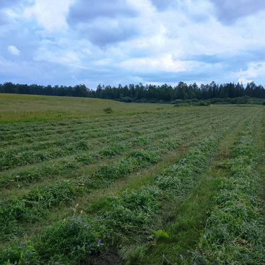 Продам сено в рулонах