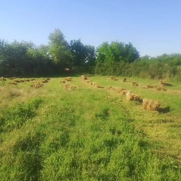 Сено разнотравье в тюках