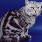 Шотландский прямоухий короткошёрстный кот, вязка