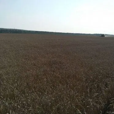 Зерно пшеница