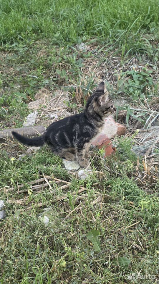 Котёнок в добрые руки, Краснодар