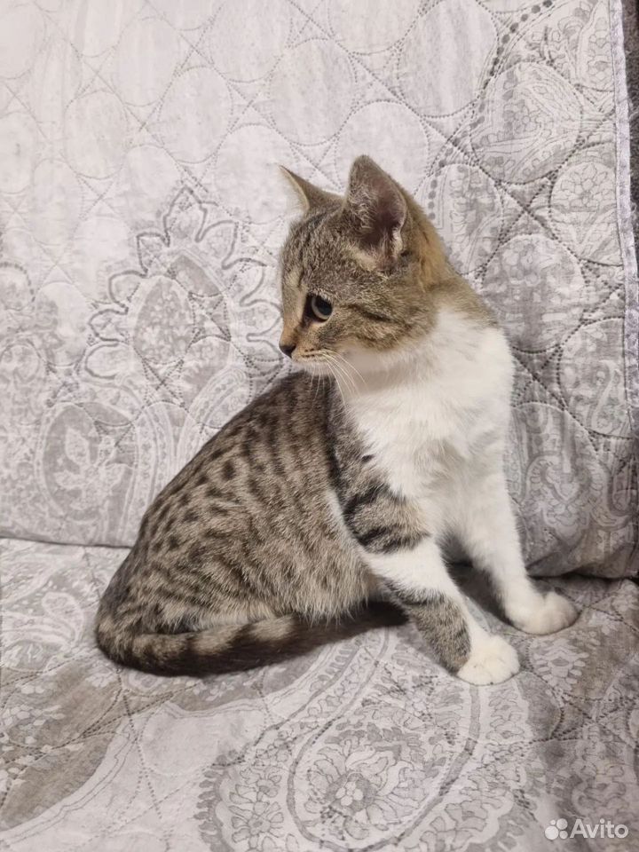 Котёнок в добрые руки, Краснодар