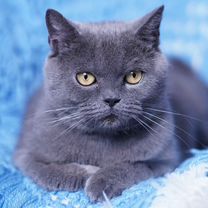 Британская короткошёрстная, взрослая кошка, Белгород