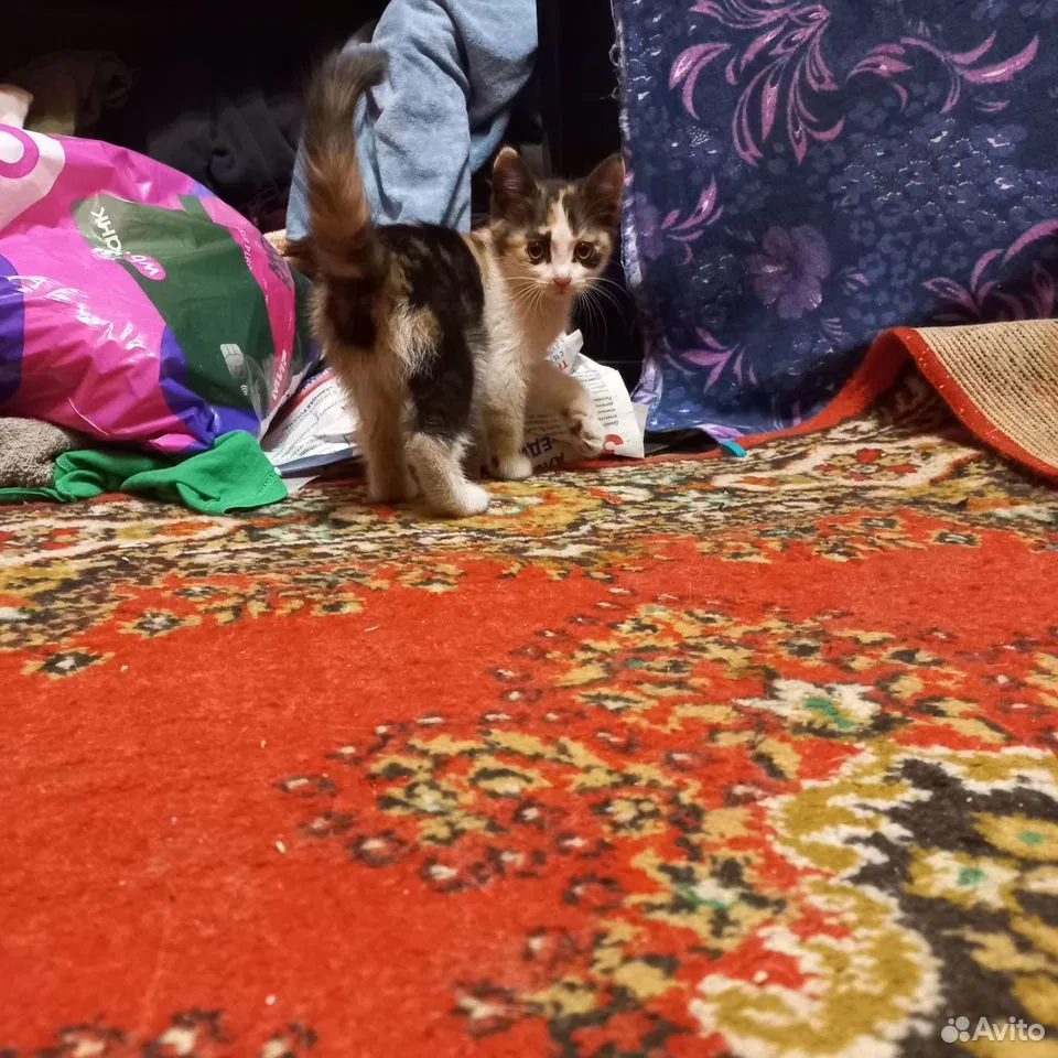 Котёнок в добрые руки, Копейск