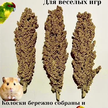 Сорго в колосьях,просо,чумиза, корм для попугаев