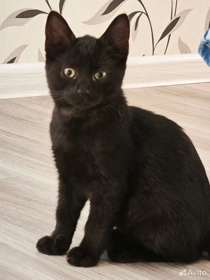 Котёнок в добрые руки, Краснодар