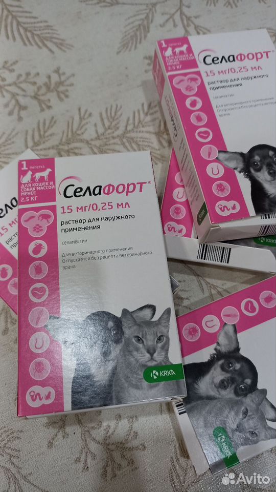 Котёнок в добрые руки, Краснодар