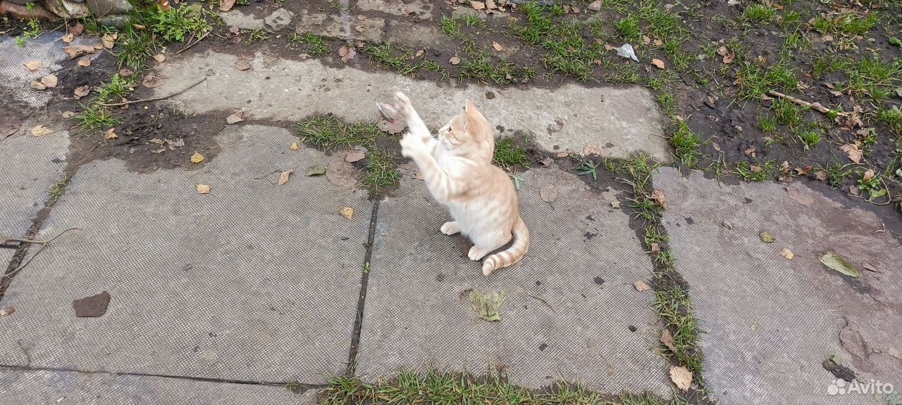 Котёнок в добрые руки, Ярославль