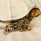 Бенгальский котёнок