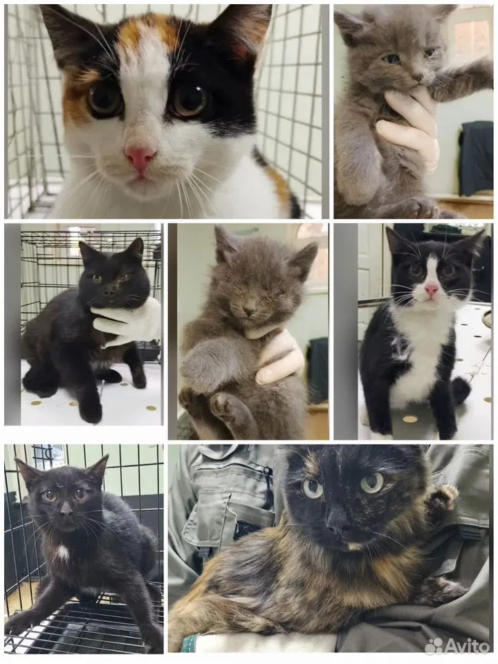 Котёнок в добрые руки, Тюмень