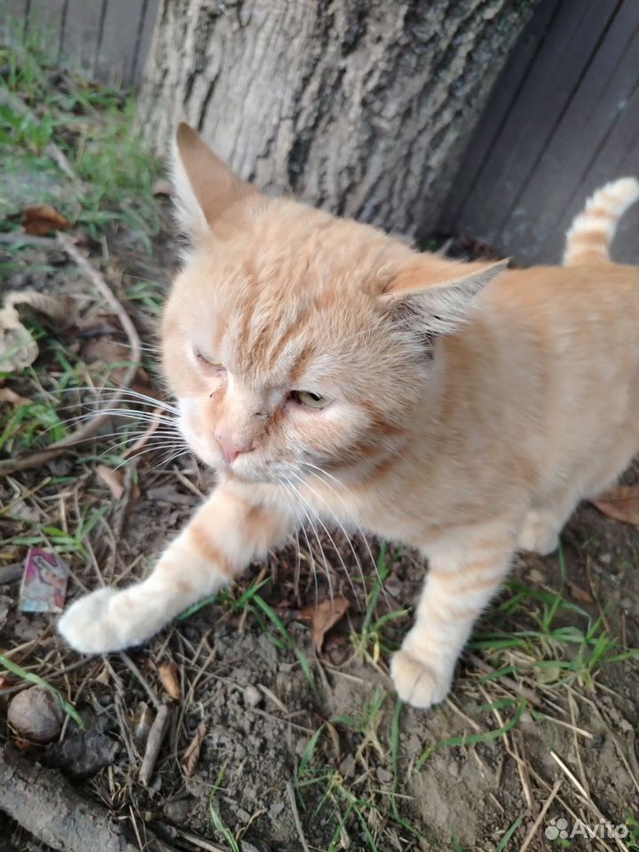 Котёнок в добрые руки, Краснодар