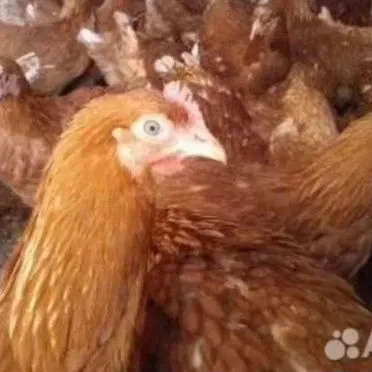 Несушки Кубанская Ломан Браун 11мес беспл доставка