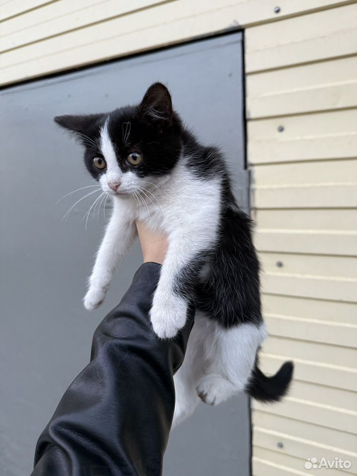 Котёнок в добрые руки, Кунгур