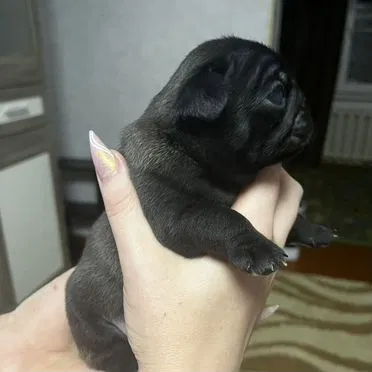 Мопс, щенок