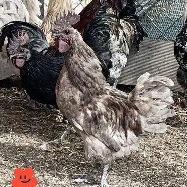 Петухи лакенданзи