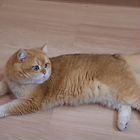 Британский короткошёрстный кот, вязка