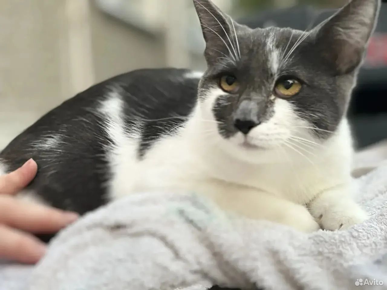 Котёнок в добрые руки, Краснодар