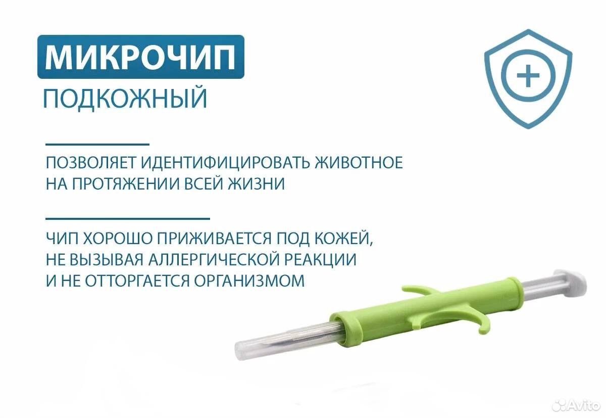 Взрослая, кошка в добрые руки, Москва