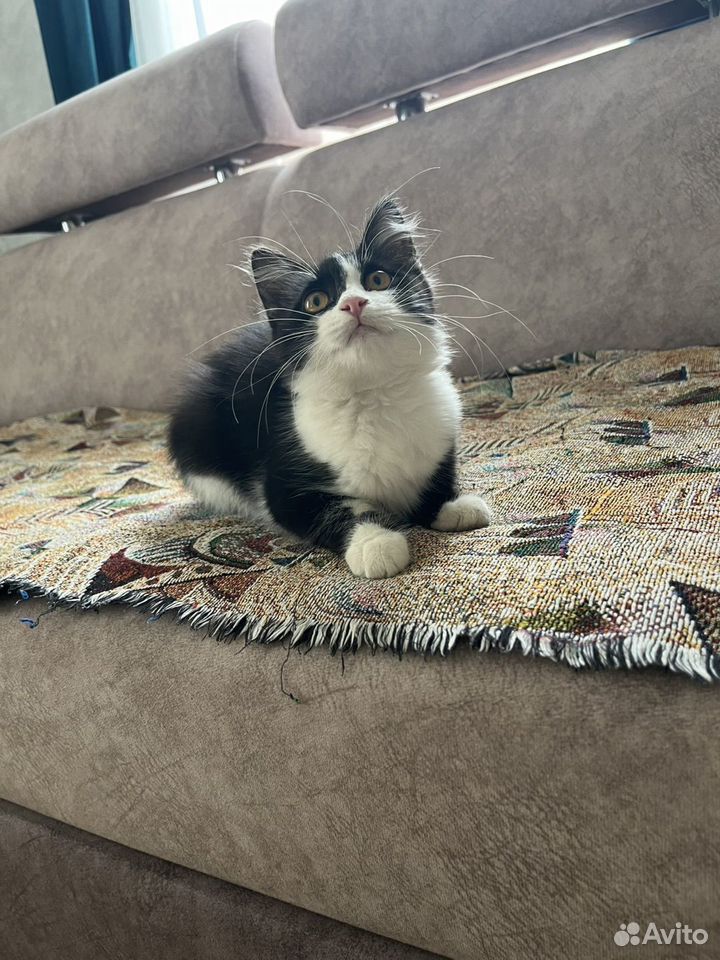 Котёнок в добрые руки, Астрахань