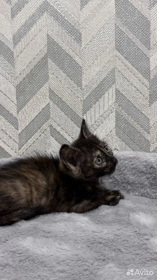 Котёнок в добрые руки, Тюмень