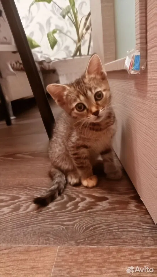 Котёнок в добрые руки, Тюмень