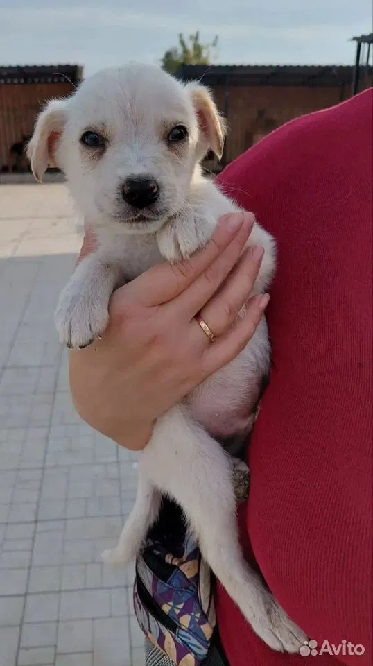 Щенок в добрые руки, Волгоград