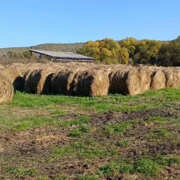 Сено в рулонах 3-х сотики